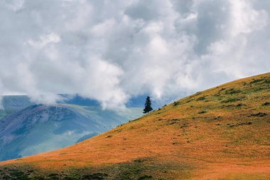 Minimalist manzara, dağ yamacında tek başına kozalaklı bir ağaç ve kalın bir sis altında kayalar. Dağ alp ormanları.