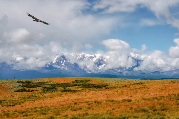 Krajobraz Safari Piękna Jesień Górskiej Tundrze — Zdjęcie stockowe