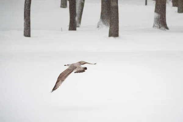 Ptáci Zimě Pozadí Zasněženého Lesa Létá Mladý Racek Koncept Tvrdého — Stock fotografie
