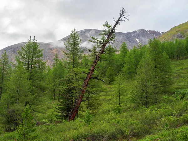 Egy Erdei Hegyi Lejtőn Hulló Ködös Cédrus Erdő Szibériai Taiga — Stock Fotó