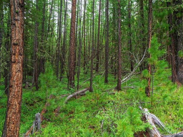 Forêts Atmosphériques Taïga Sibérienne Fond Naturel Vert Réserve Naturelle Concept — Photo