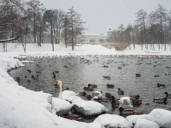 Göl üzerinde kış sisi ve beyaz kuğuyla gizemli kış manzarası. Devlet Müzesi Gatchina rezervli soğuk kış manzarası.