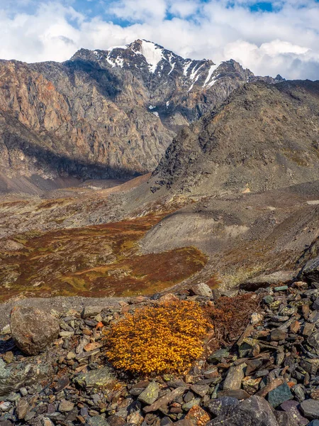 Yellow Dwarf Birch Bush Grows Stones Autumn Mountains Autumn Mountain — Stock Photo, Image