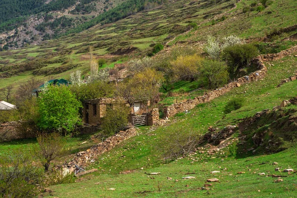 春天里盛开的高山花园 春天绿地里的山村 山坡上的山清水秀的民族住宅 达吉斯坦 — 图库照片