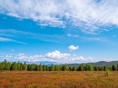 Yeşil kozalaklı orman ve cüce huş ağacıyla kaplı platoyla ovanın resimli görüntüsü. Dağların parlak manzarası ve mavi gökyüzünün altındaki sonbahar ormanları..