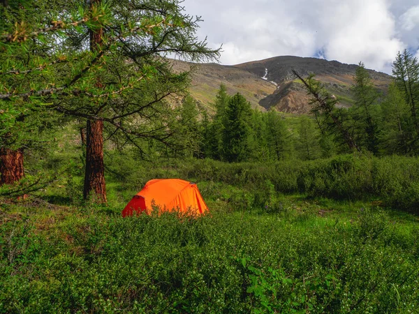 Concepto Vida Camping Tienda Campaña Bajo Árboles Coníferas Bosque Verano — Foto de Stock