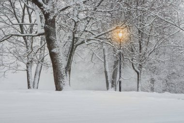 Blizzard in the evening winter park. Illuminated city park at evening. Snow-covered trees after a blizzard. Dark atmospheric winter cityscape. Tourism, recreation, Christmas, vacations, downtown.