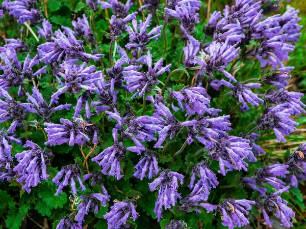 Carpet Wild Mountain Purple Flowers Top View Lush Purple Flowers — Stockfoto