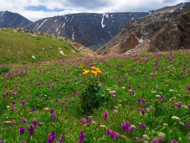 Fragrant alpine meadow, mountain flowers and various grasses. Blooming meadow of the highlands.