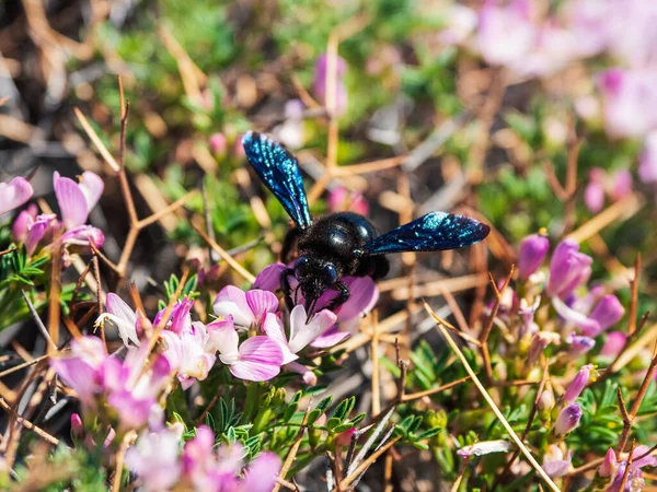 Bright Spring Flower Background Bee Great Carpenter Bumblebee Xylocopa Collecting — Φωτογραφία Αρχείου