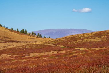 Minimal mountain scenery with slope of hill in golden sunlight in autumn time in pastel tones. Diagonal of sunlit orange mountainside.