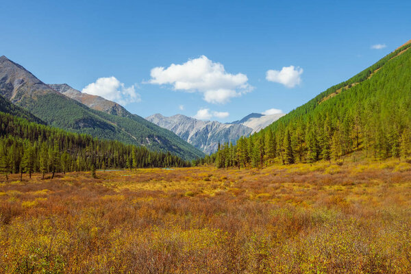 Bright sunny autumn landscape with sunlit gold valley with green fir trees on mountainside under blue sky. Awesome alpine scenery with beautiful mountains in golden sunshine in autumn colors.