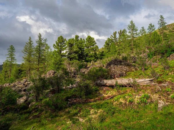 Russian Fairy Tales Forest Sunny Atmospheric Green Forest Landscape Cedars — Fotografia de Stock