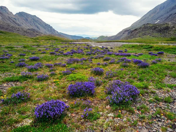 Mountain Pasture Dramatic Scenery Vivid Flower Meadow View Snow Mountains — Stock fotografie