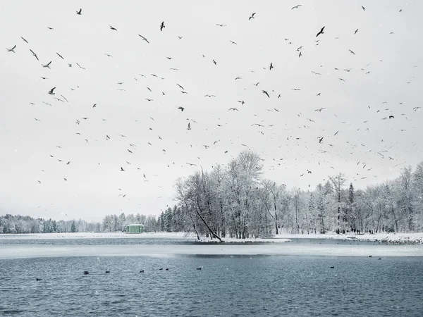 Soft Focus Winter Lake Patterns Snow Cover Water Lots Flying — Stock fotografie