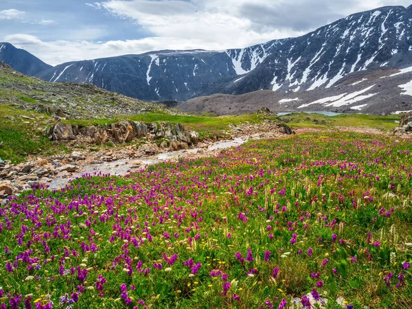 Alpine Meadow Blooming Grasses Alpine Green Summer Meadow Blooming Purple — Stok fotoğraf