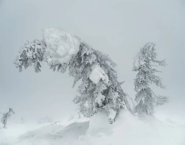 焦点を合わせて 木々の魔法の奇妙なシルエットは雪で覆われています 北極の厳しい自然 冬の霧深い森の神秘的なおとぎ話 雪に覆われた山の中腹にクリスマスモミの木 — ストック写真