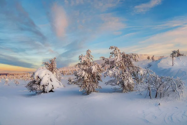 Gyönyörű Fagyos Téli Reggel Egy Sarki Fában Amit Borít Hófödte — Stock Fotó