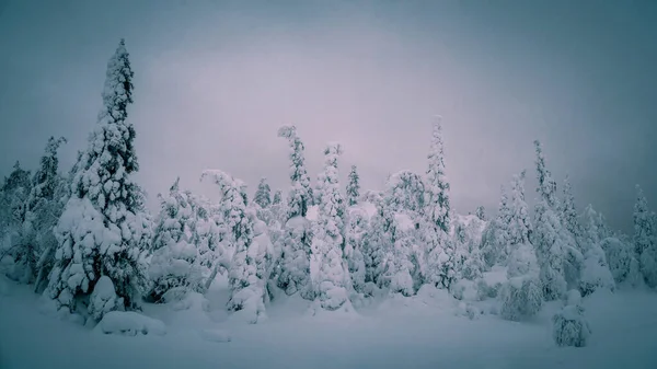 Panoramatické Zimní Severní Pozadí Nočními Stromy Omítnuté Sněhem Proti Růžové — Stock fotografie