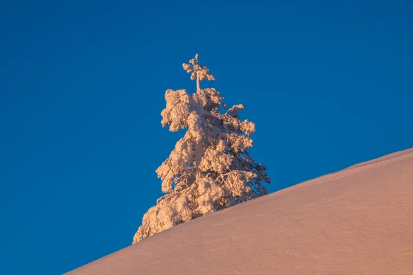 Árbol Navidad Está Cubierto Nieve Soleada Ladera Polar Amanecer Fondo — Foto de Stock