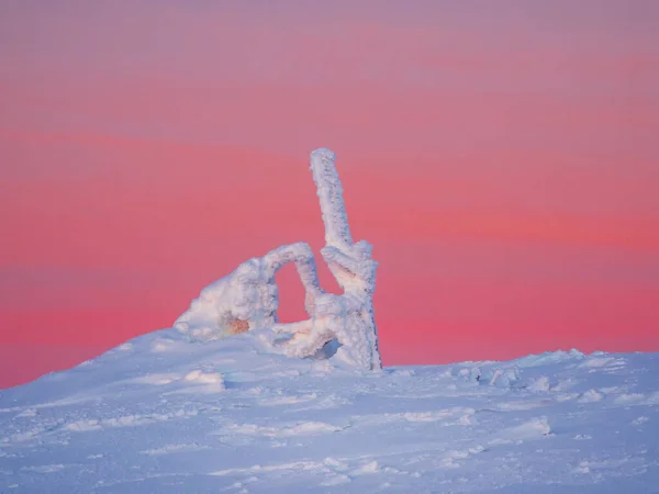 モミの木のミニマルなピンクの夜明け魔法の奇妙なシルエットは雪で覆われています 北極の厳しい自然 冬の神秘的なおとぎ話 雪は山の中腹に孤独なクリスマスモミの木を覆い — ストック写真