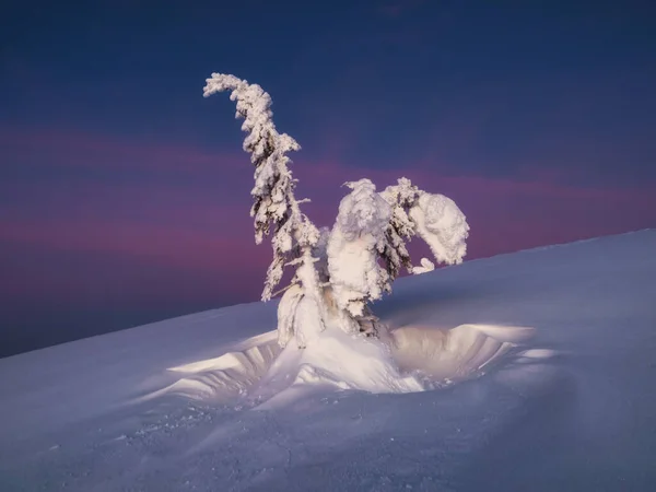 紫色の夜明けの背景に雪で覆われたモミの木の魔法の奇妙なシルエット 北極の厳しい自然 冬の山での神秘的なおとぎ話 雪に覆われた山の中腹にクリスマスモミ — ストック写真