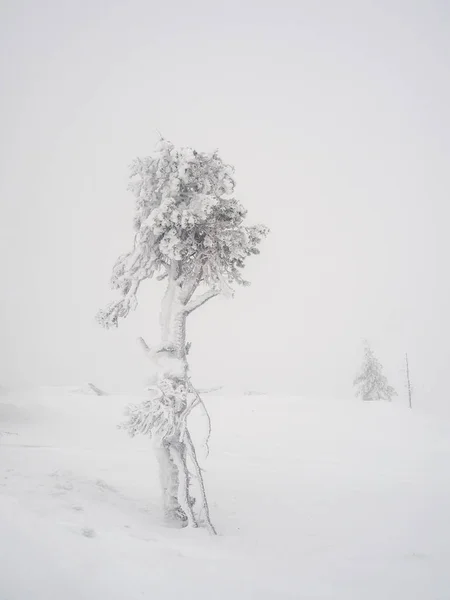 Jemné Soustředění Kouzelná Bizarní Silueta Stromu Omítnuta Sněhem Arktická Drsná — Stock fotografie