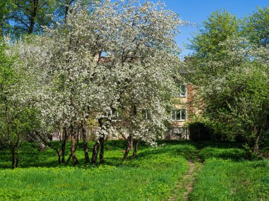 Çiçek açan yeşil çimenli bahar elması bahçesi.
