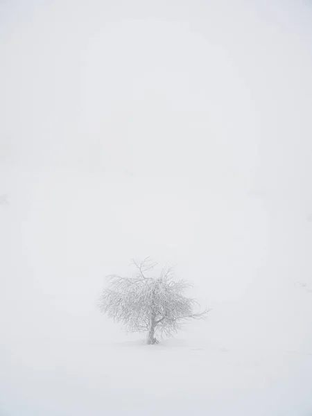 焦点を合わせて 山の斜面に雪で覆われた孤独な木と垂直ミニマリズムの背景 ツリーの魔法の奇妙なシルエットは雪でメッキされています 北極の厳しい自然 スペースのコピー — ストック写真