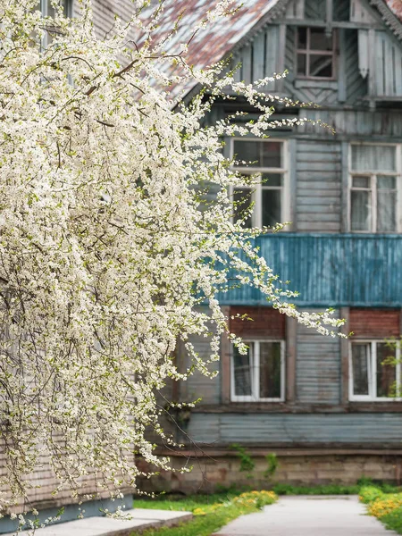 Flores Cerezo Primavera Fondo Antiguo Edificio Madera —  Fotos de Stock