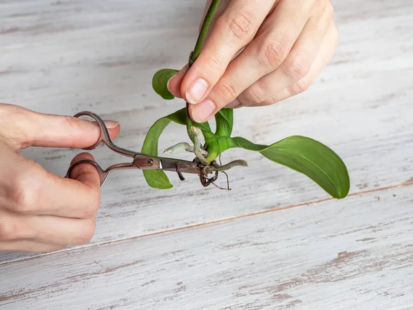 Cutting Diseased Roots Scissors Transplanting Mini Orchids Home Gardening Breeding — Stock Photo, Image