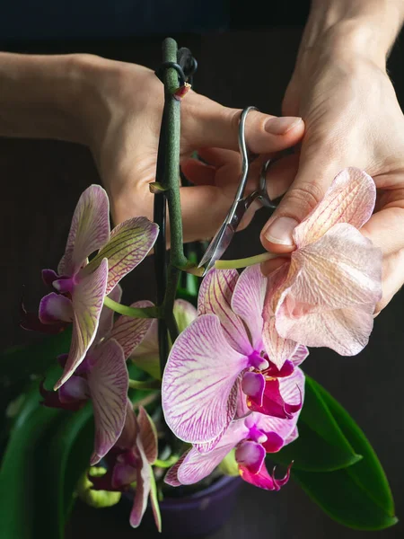 用剪刀修剪受损的兰花 家庭园艺 兰花育种 干深紫色的花 室内植物害虫 兰花死亡 纵向观点 — 图库照片