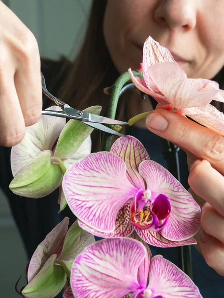 Обрізка Пошкоджених Орхідей Ножицями Домашнє Садівництво Розведення Орхідей Суха Глибока — стокове фото