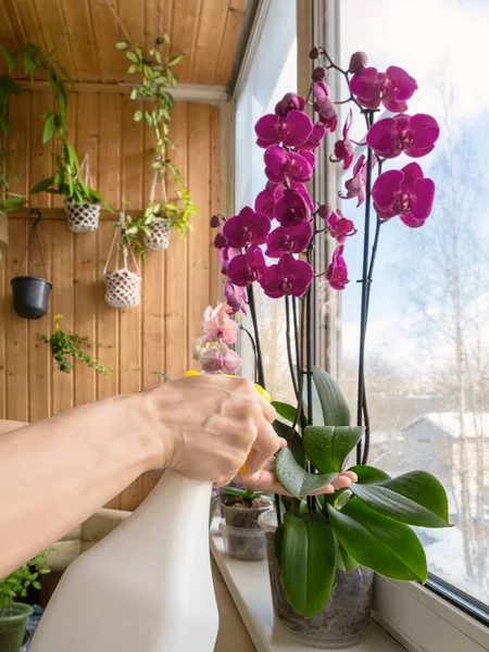 Enfoque Selectivo Rocía Riega Orquídeas Orquídeas Cuidado Vegetal Tratamiento Plantas — Foto de Stock