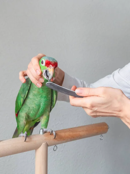 Selektivní Soustředění Veterinární Lékař Naostří Zobák Velkého Zeleného Papouška Manikúra — Stock fotografie