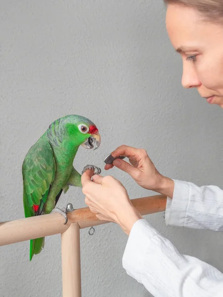 兽医把绿色大鹦鹉的爪子削尖了 为一只大鹦鹉修指甲 为鹦鹉及家禽提供专业兽医护理 — 图库照片