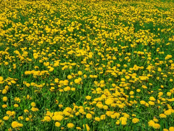Veel Paardebloemen Lente Weide Gele Natuur Achtergrond — Stockfoto