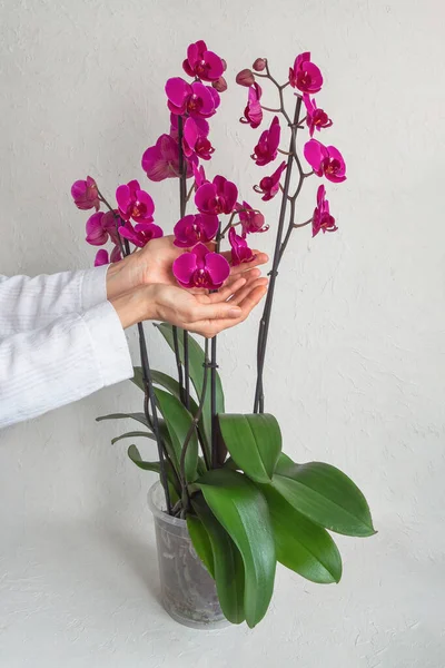 Fialové Květy Orchidejí Dlaních Domácí Zahradničení Chov Orchidejí Svislé Zobrazení — Stock fotografie