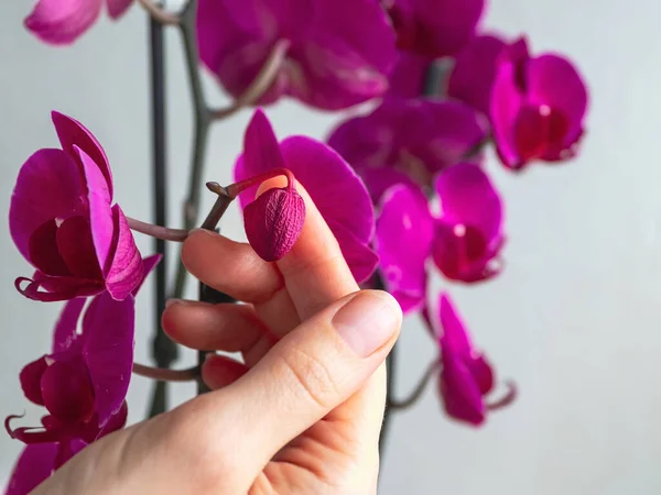 Doença Das Orquídeas Secagem Queda Broto Jovem Orquídea Casa Jardinagem — Fotografia de Stock