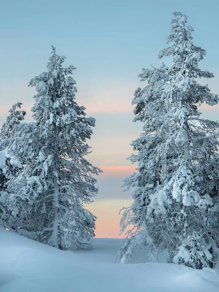 Fényes Varázslatos Bizarr Fenyőfák Sziluettjét Borítja Sarkvidéki Kemény Természet Tél — Stock Fotó