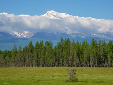 Uzakta, kozalaklı bir orman ve yeşil bir bahar otlağının üzerinde beyaz karlı dağ zirveleri. Güneşli bir günde karlı dağ zirvesi olan parlak alp manzarası. 