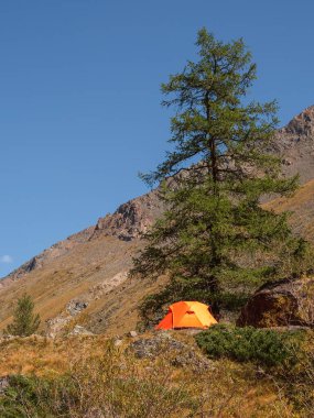 Dağın tepesinde harika bir sonbahar kampı. Büyük bir karaçam ağacının yamacında yalnız turuncu bir çadır. Turizm konsepti, açık havada macera yolculuğu. Dikey görünüm.