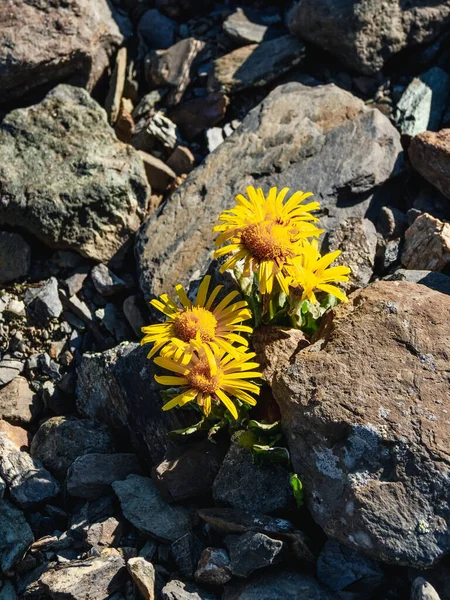 Flores Amarillas Florecieron Entre Las Piedras Senecio Karjaginii Ladera Piedra — Foto de Stock