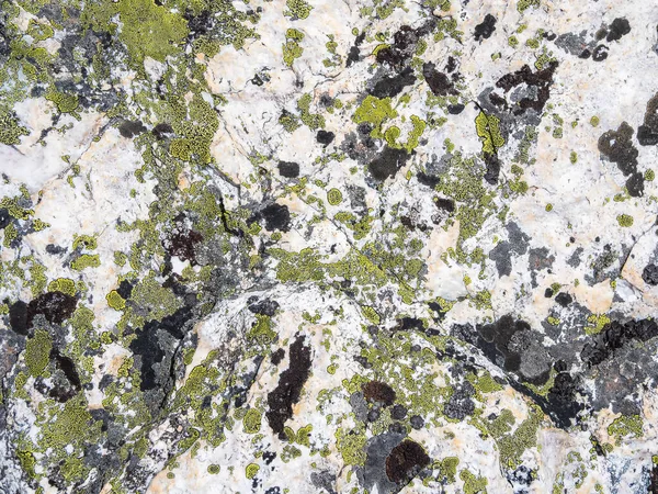 Motley Texture Lichen Stone Close Multicolor Rough Stone Sunlight Natural — Stock Photo, Image