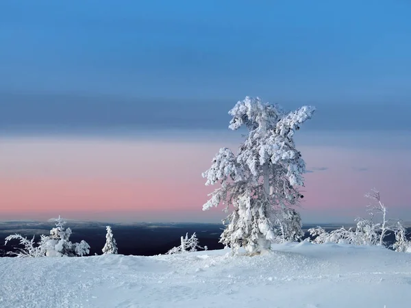 눈내리는 놀라울 정도로 차가운 분홍색 밝습니다 눈덮인 툰드라와 언덕의 북극의 — 스톡 사진