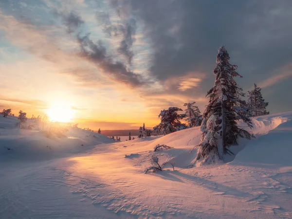 겨울에는 극지방의 놀라운 풍경입니다 아름다운 눈덮인 숲에서 날입니다 새벽에 북부의 — 스톡 사진