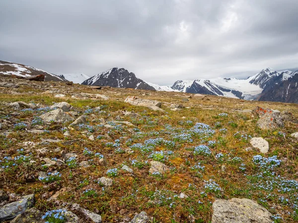 Alpine forget - me - nots flower meadow. Blooming Alpine meadow. Alpine green summer meadow with blooming purple flowers. Alpine highlands. Blooming forget - me - nots meadow of the highlands.