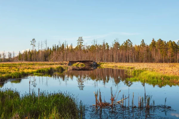 Bright dramatic spring landscape with swampy pond, old wooden bridge and trees on the shore and reflections. Greenery spring sunny landscape with old pond. Swamp in spring.