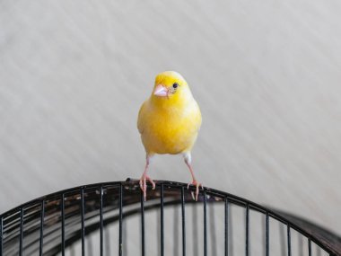Selective focus. Curious yellow canary looks straight sitting on a cage on a light background.