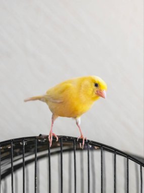 Selective focus. Curious yellow canary looks straight sitting on a cage on a light background. Breeding of songbirds. Vertical view. 